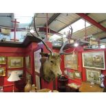 An early 20th Century taxidermy of a stag head, ten point antlers,