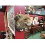 A fox head taxidermy mounted on plaque, "Killed at Hartwood 7.3.