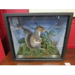 A cased taxidermy squirrel in naturalistic setting,