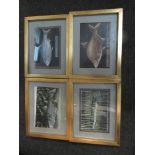 Four watercolours/inks depicting fish, gilt framed.