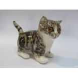 A Winstanley grey tabby kitten,