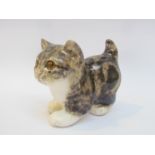 A Winstanley tabby kitten,