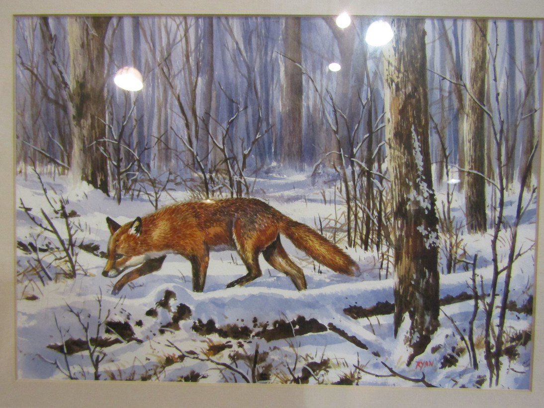 A framed and glazed watercolour depicting a fox in snow. Signed, "Ryan".