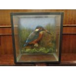 A cased early 20th Century taxidermy kingfisher