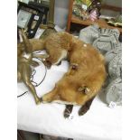 Taxidermy - a reclining fox.