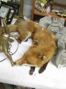 Taxidermy - a reclining fox.