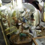 Taxidermy - a collection of tropical birds under glass dome with label for T. M. Williams, London.