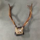 Taxidermy - deer antlers on plaque.