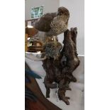 Taxidermy - a bird of prey.