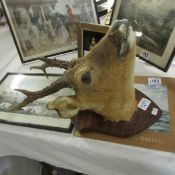 Taxidermy - a Roe Deer head on plaque.