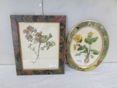 2 framed and glazed botanical watercolours.