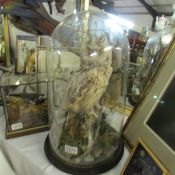 Taxidermy- an owl under glass dome.
