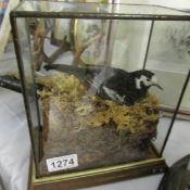Taxidermy - a cased pied wagtail bird.