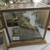 Taxidermy - a cased bird.