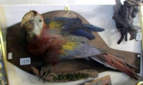Taxidermy- a Macaw parrot on a wooden wall hanging plaque.