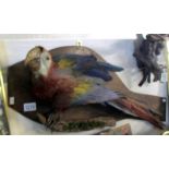 Taxidermy- a Macaw parrot on a wooden wall hanging plaque.