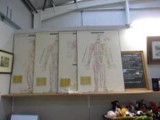 A quantity of Anatomy diagram signs,