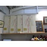 A quantity of Anatomy diagram signs,