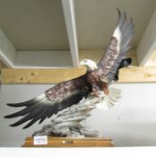 A large and fine Capi-di-monte model of a bald eagle in flight.