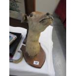 A wall mounted taxidermy deer head