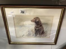 A limited edition print of a brown Labrador by Gill Evans