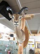 Taxidermy - an antelope head.