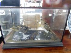 Taxidermy - a pair of cased snipe.