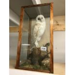 A cased taxidermy barn owl