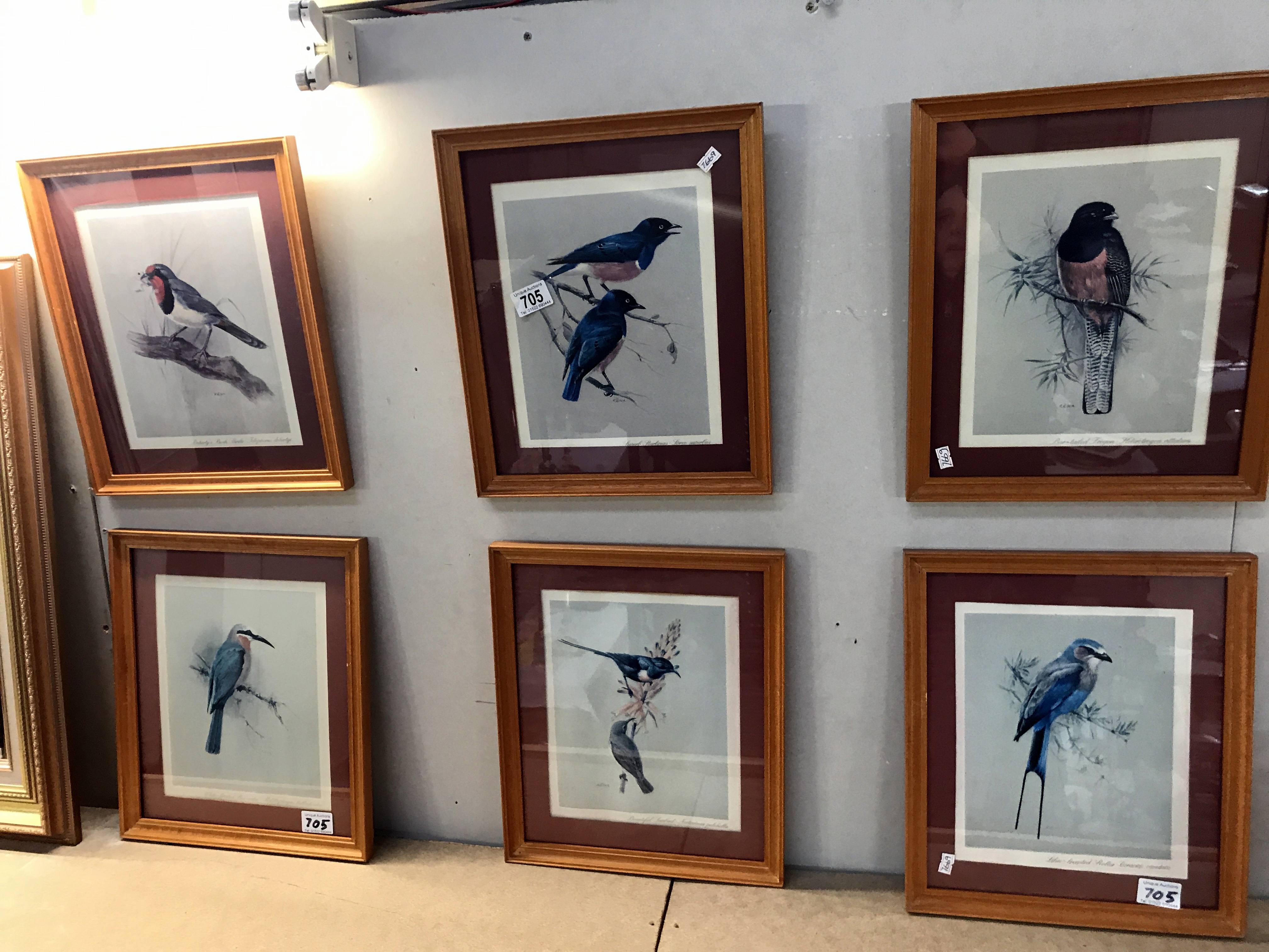 6 framed & glazed pictures of birds