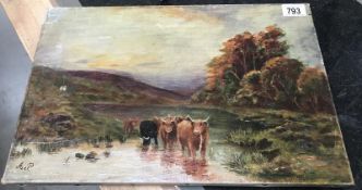 A good oil on canvas - Highland cattle, signed A.P.