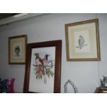 2 framed and glazed pencil drawings of birds of prey and a framed and glazed print of 2 birds
