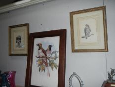 2 framed and glazed pencil drawings of birds of prey and a framed and glazed print of 2 birds