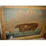 A framed and glazed print entitled 'The Unrivalled Lincolnshire Heifer' printed by Thomas Waver.