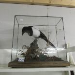 Taxidermy - a cased magpie.