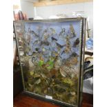 A large case of over 35 birds in good order case 32" x 40"