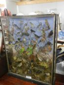 A large case of over 35 birds in good order case 32" x 40"