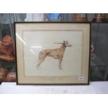 A framed and glazed study of a greyhound entitled 'Mr John Bells Red Fawn Dog Just Better' signed
