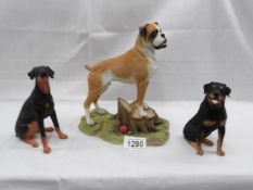 A Sharratt and Simpson Boxer standing on a tree stump,