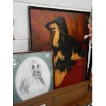 2 Afghan hound pictures.