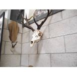 Taxidermy - A skull with antlers.