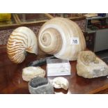 A collection of old fossils and shells etc.