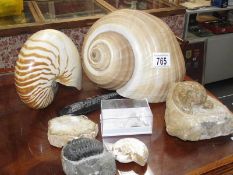 A collection of old fossils and shells etc.