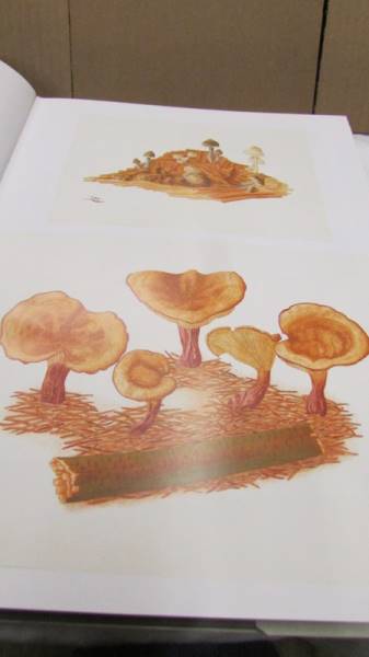 In Praise Of Toadstools vols 1 & 2 by Suzanne Lucas with many colour plates. - Image 8 of 15