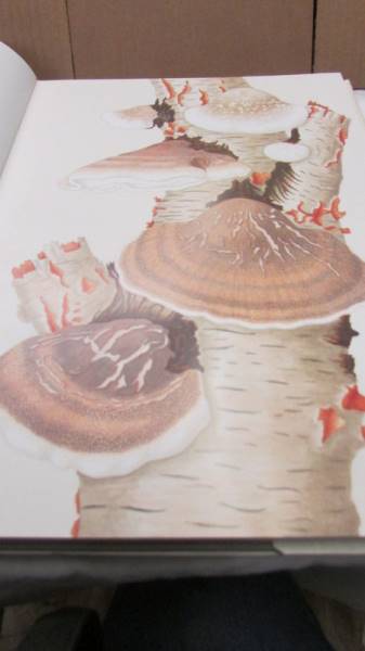 In Praise Of Toadstools vols 1 & 2 by Suzanne Lucas with many colour plates. - Image 15 of 15