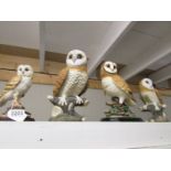 4 Leonardo barn owls.