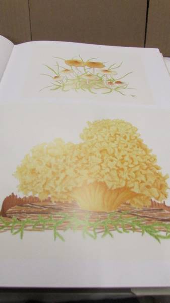 In Praise Of Toadstools vols 1 & 2 by Suzanne Lucas with many colour plates. - Image 14 of 15