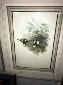 A large interesting picture of humming birds