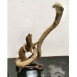 Taxidermy Display, Cobra with Mongoose catch, 68cm h x 35cm w