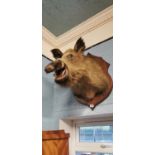 Taxidermy boars head.