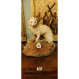 Taxidermy stoat mounted on a wooden plinth.
